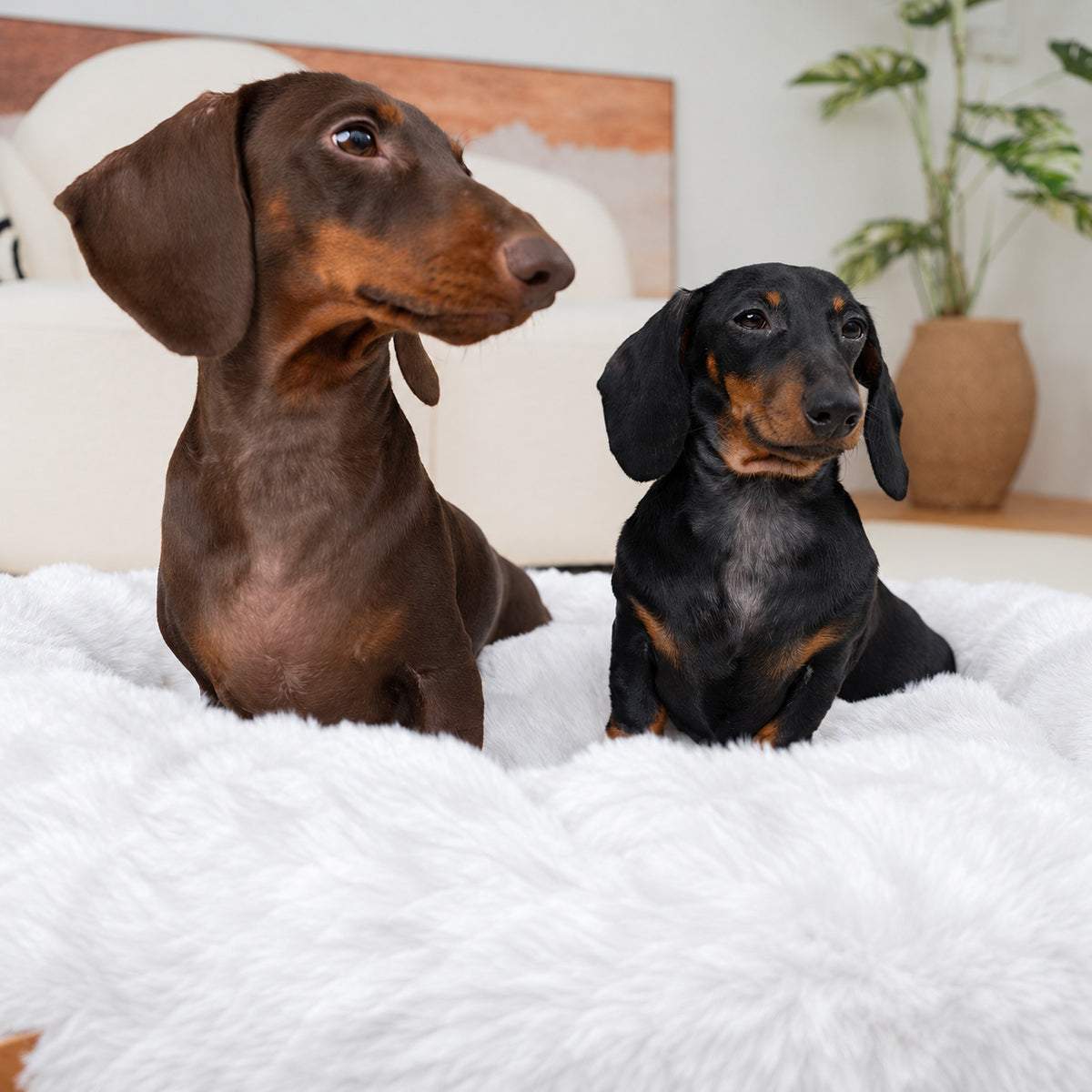 White | Furry Curves Round Bed: Two dachshunds sitting in the White round bed
