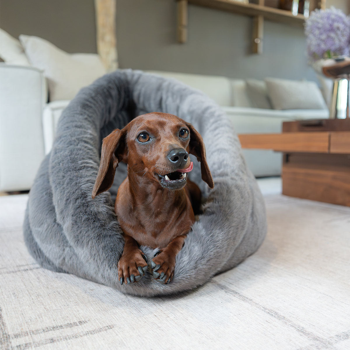Grey | Furry Range Round Bed: Dachshund sitting in the Grey bed in a living room