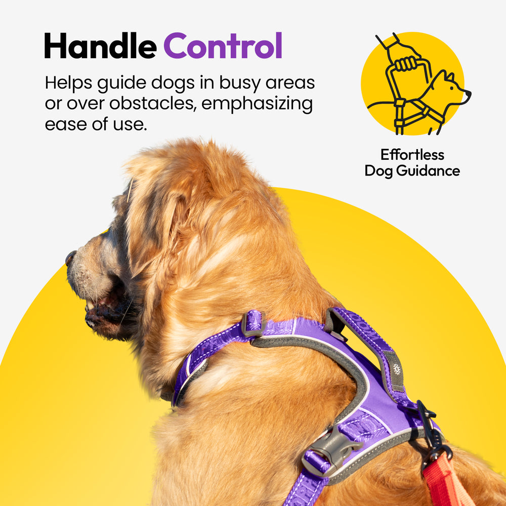 Explorer Harness, Purple