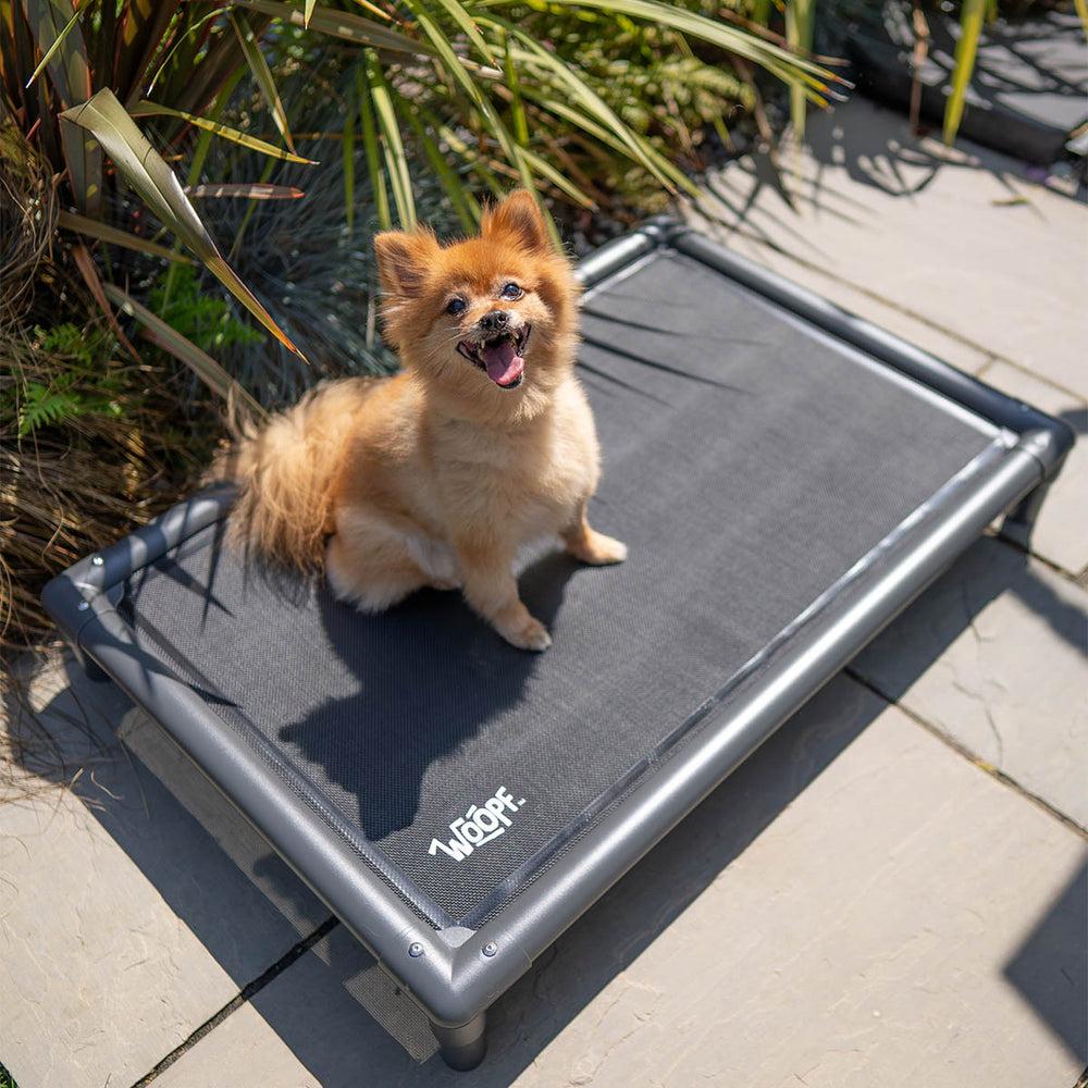Chew-Proof Dog Hammock