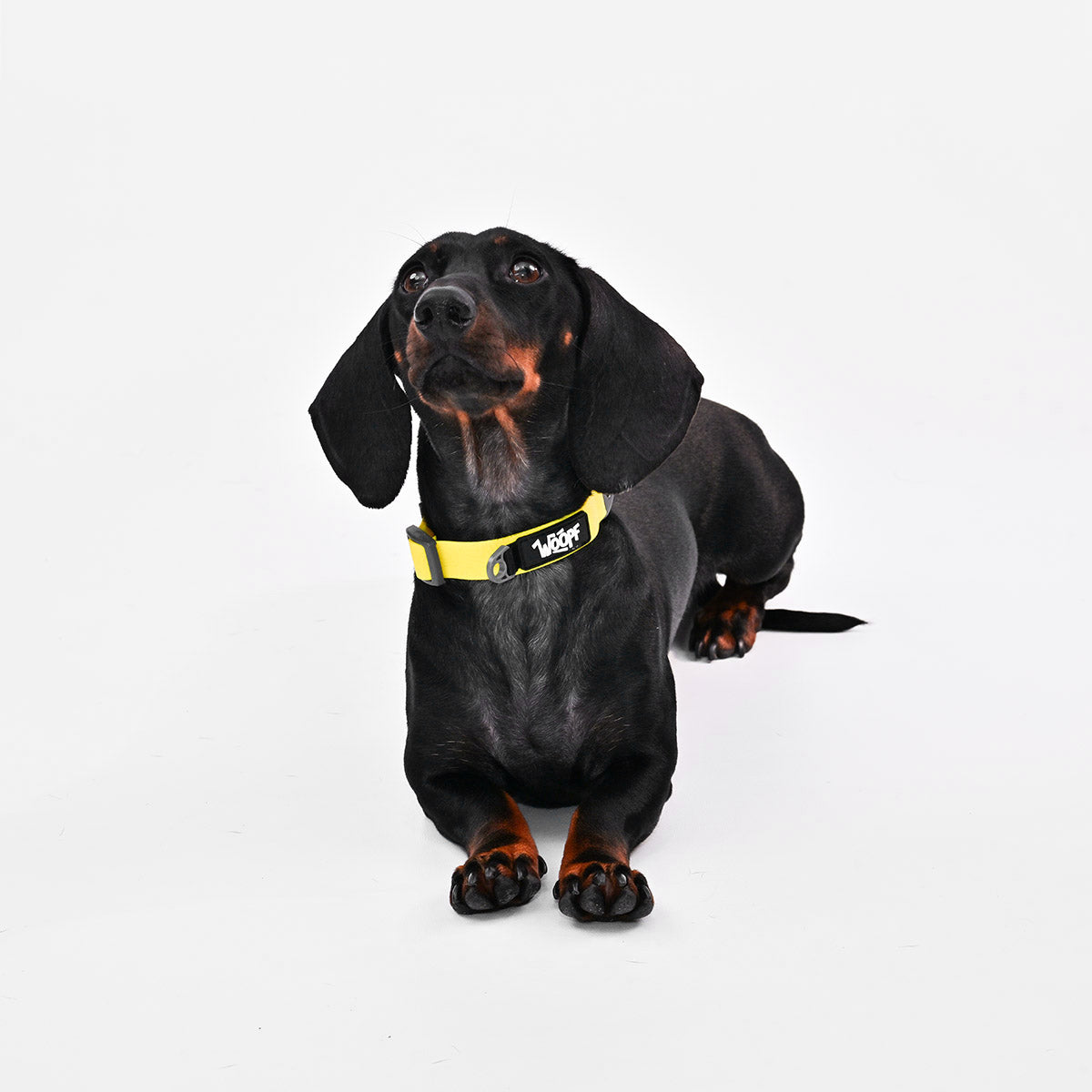 Yellow | Explorer Collar: Dachshund wearing the Yellow collar, looking to the side