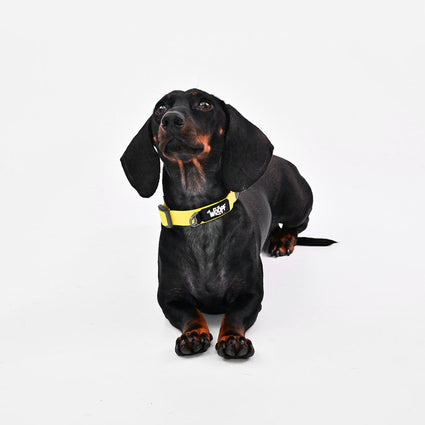 Explorer Collar