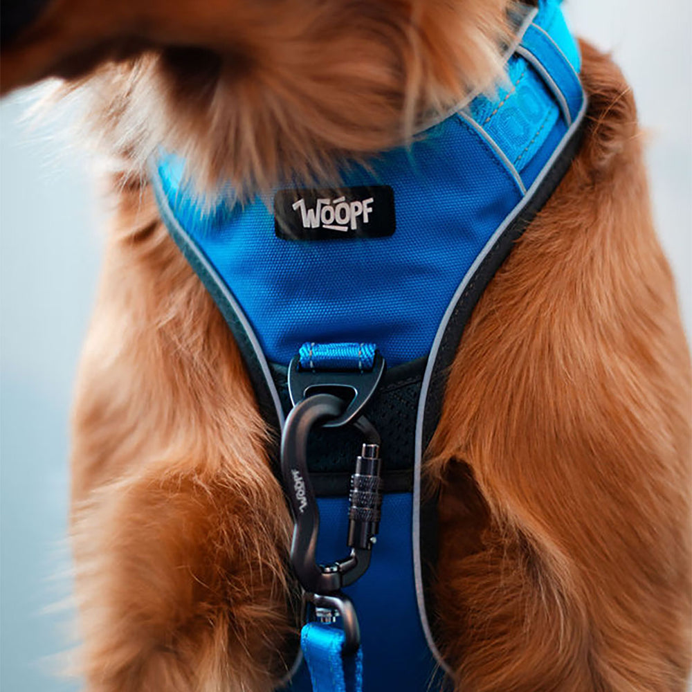Explorer Harness, Blue