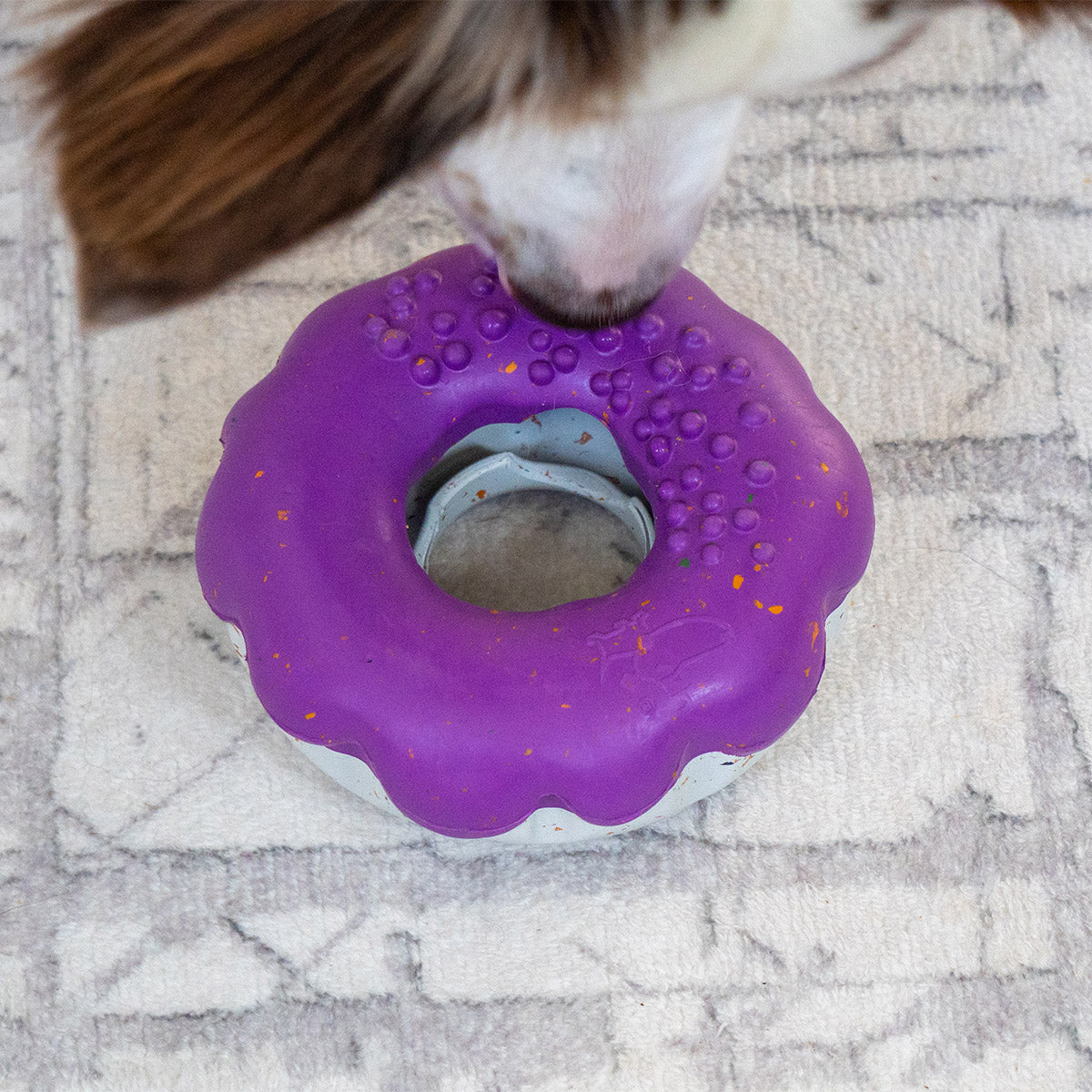 Purple | Chewster Donut: Close-up of a dog licking the centre of the Purple ring on a grey rug