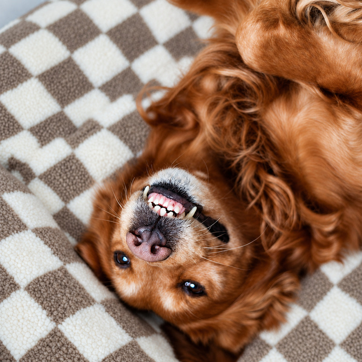 Brown | SNÜZ Bed Slip-On Cover Fleece: Golden retriever on the Brown cover, headed Perfect Fit For Woopf Orthopedic Range