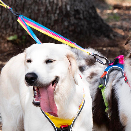 Explorer Two Dog Walker Leash Attachment