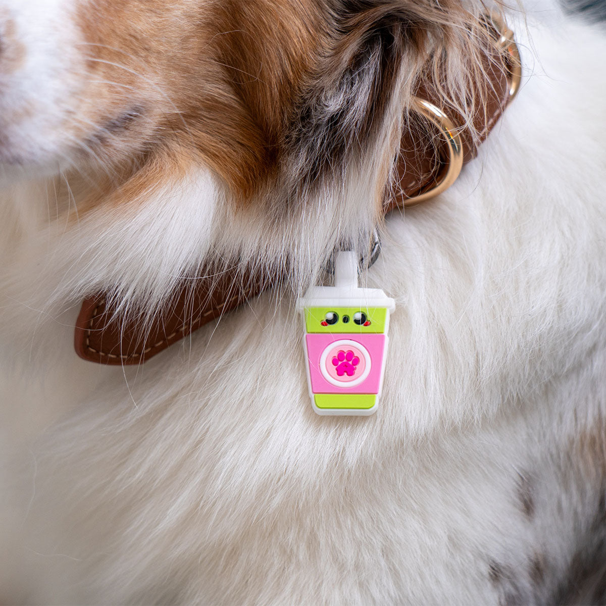 Sakura Matcha | Smart ID Tag: Close-up of the Sakura Matcha tag on an Australian Shepherd's collar