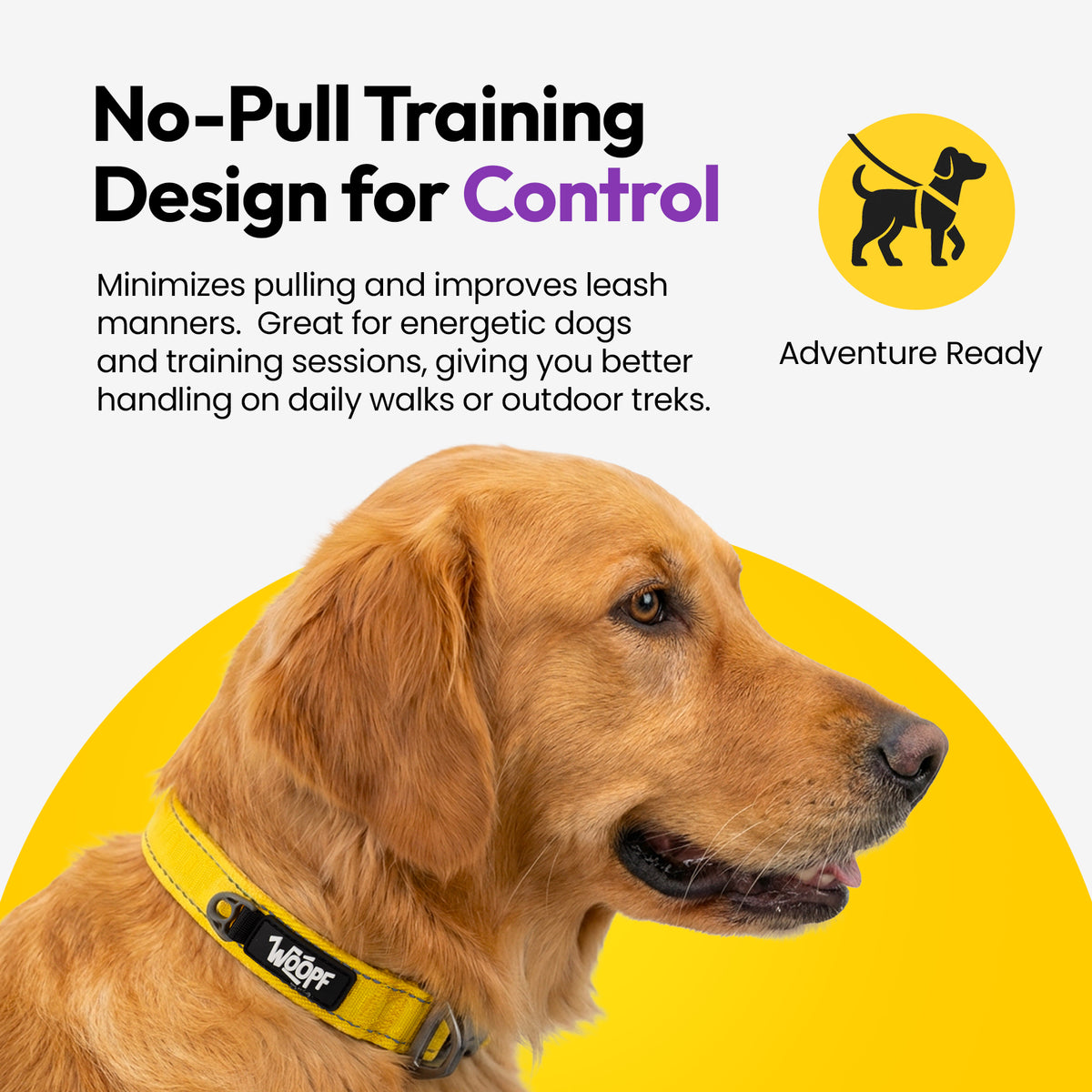 Yellow | Explorer Collar: Doberman wearing the Yellow collar, on a card headed No-Pull Training Design for Control