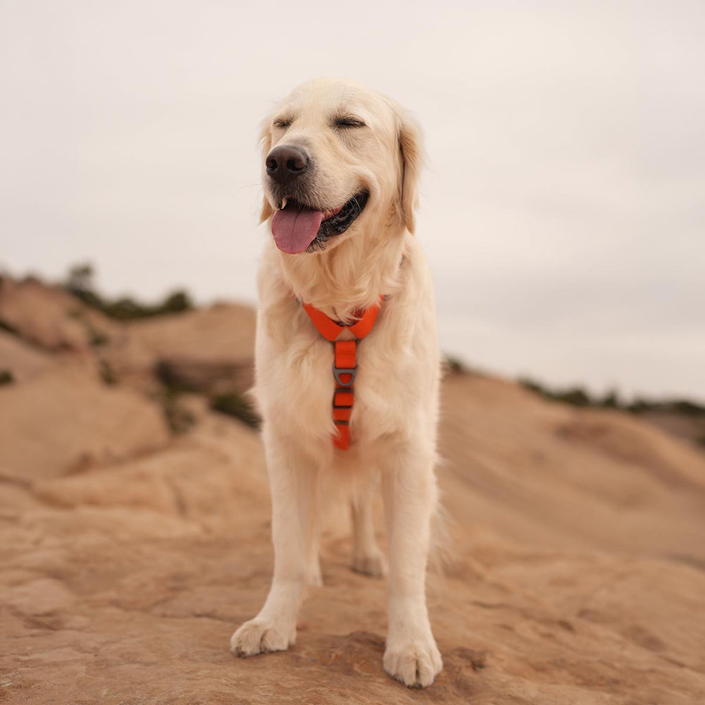 Sealskin Harness, Orange