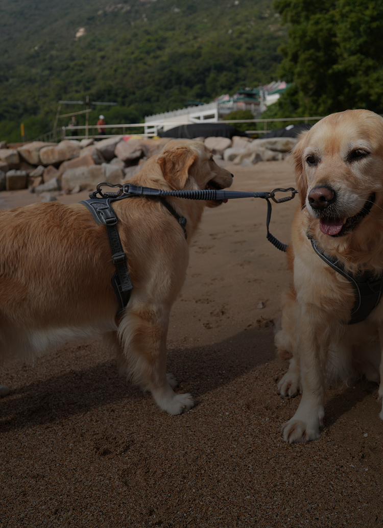 Bridie and Kiko, two golden retrievers, on a beach wearing WOOPF™ collars and a lead