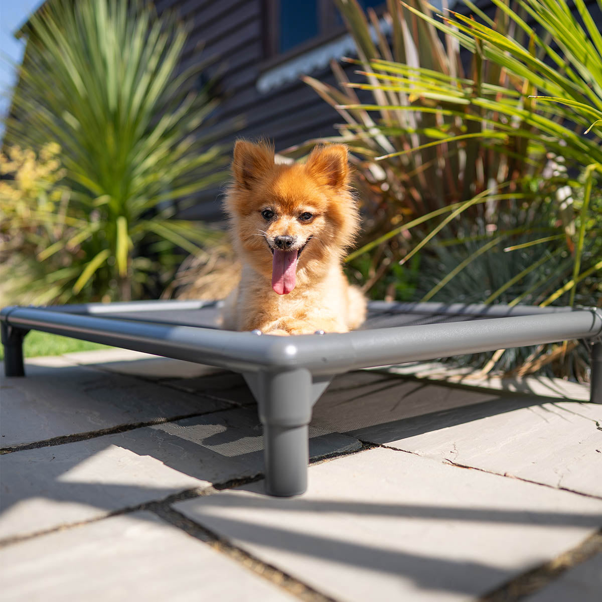 Chew-Proof Dog Hammock