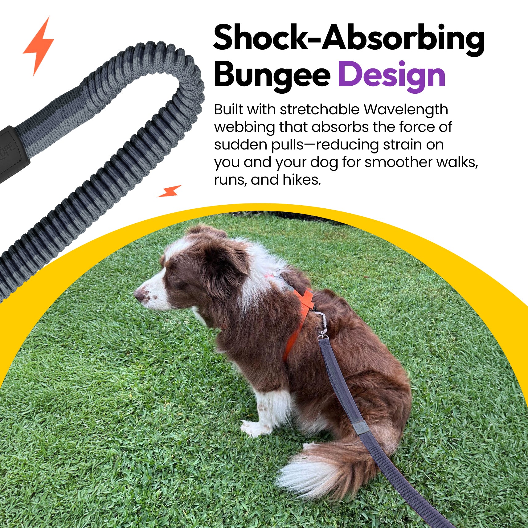 Laisse élastique d'explorateur