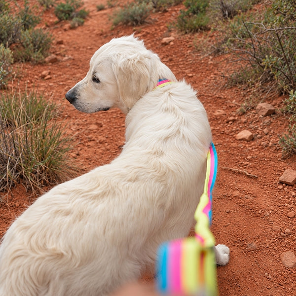 Explorer Bungee Leash, Rainbow