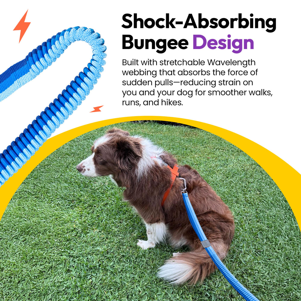 Explorer Bungee Leash, Blue
