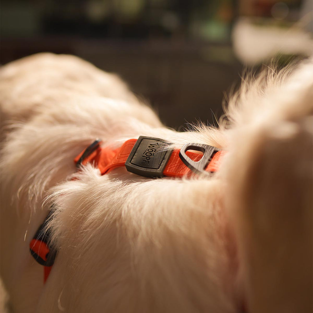 Sealskin Harness, Orange