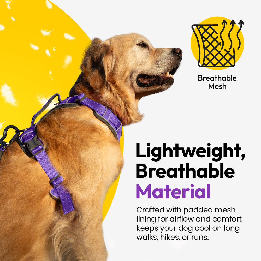 Explorer Harness, Purple