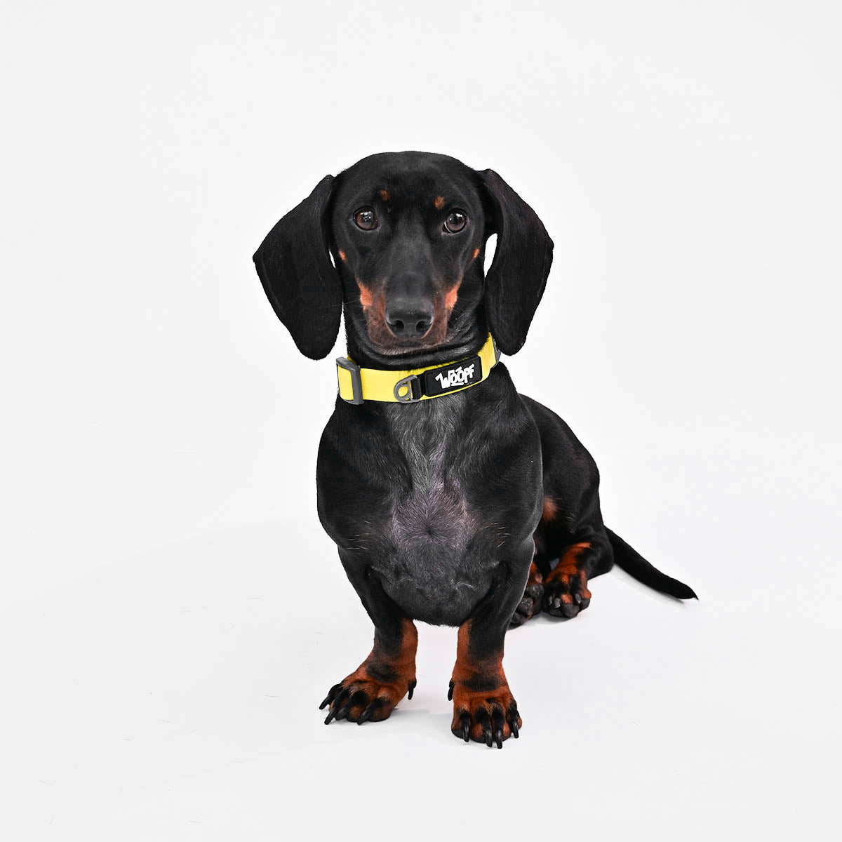 Yellow | Explorer Collar: Dachshund wearing the Yellow collar, sitting
