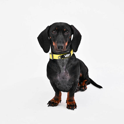 Explorer Collar