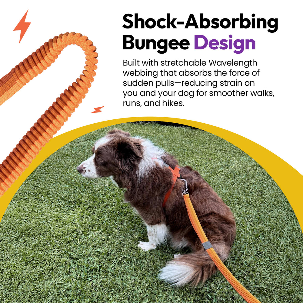 Explorer Bungee Leash, Orange