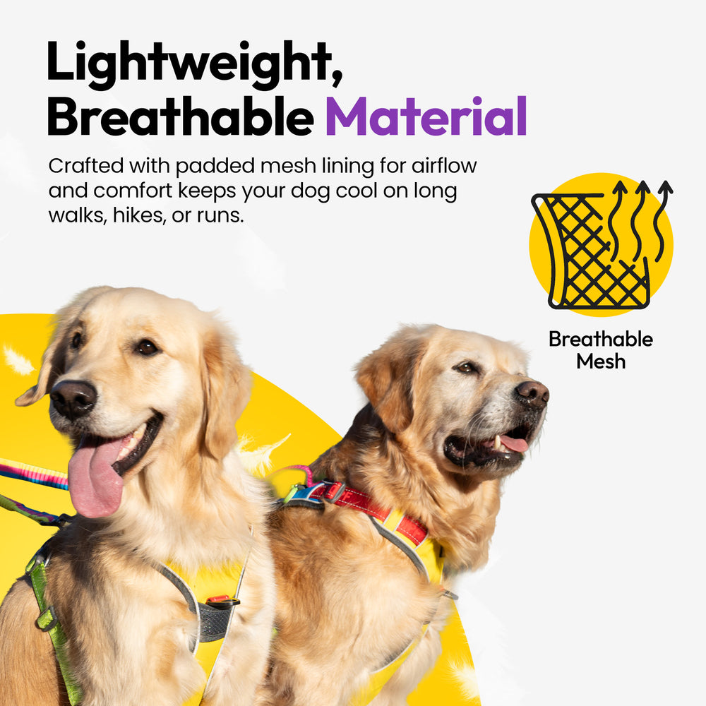 Explorer Harness, Rainbow