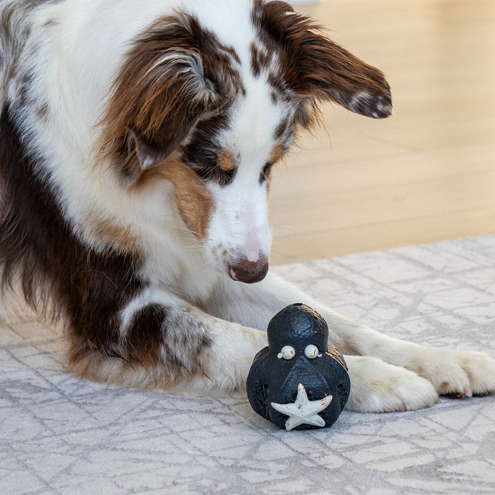 Chewster Octopus, Black