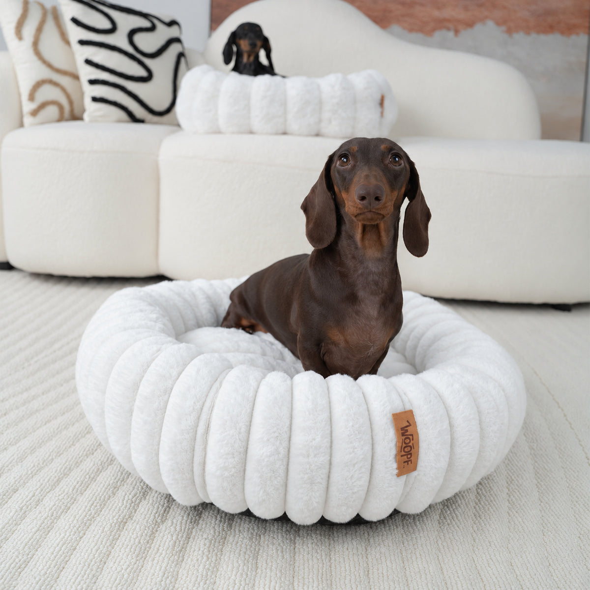 White | Furry Corduroy Round Bed: Dachshund sitting in the White bed, seen from the front