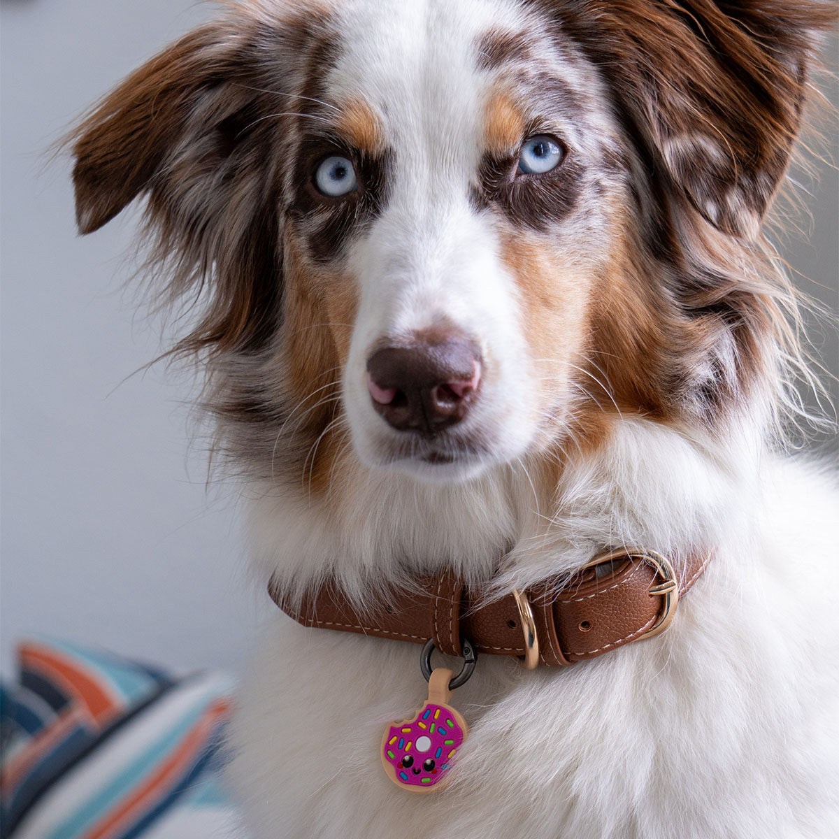 Donut | Smart ID Tag: Australian Shepherd wearing the Donut tag