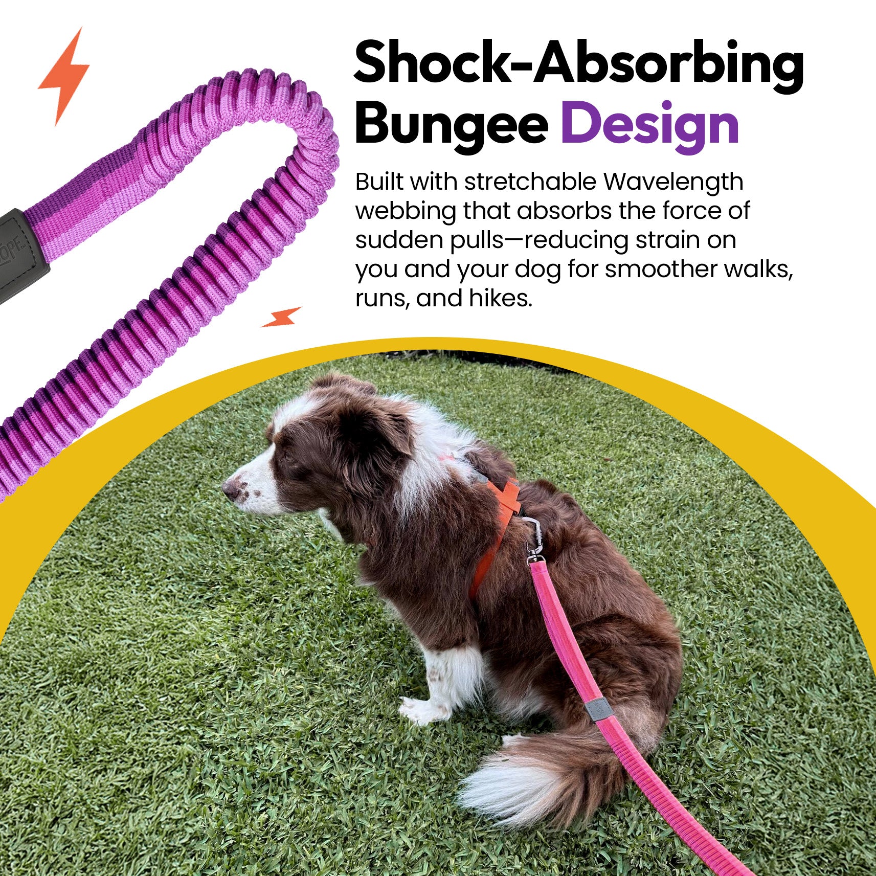 Laisse élastique d'explorateur