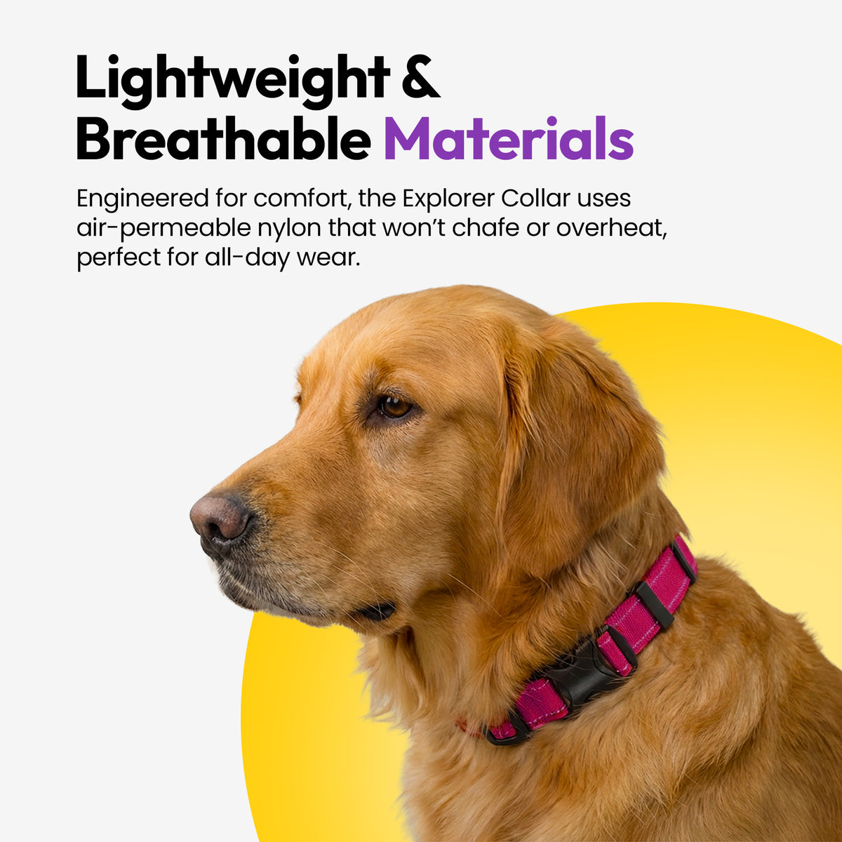 Pink | Explorer Collar: Golden retriever wearing the Pink collar, on a card headed Lightweight & Breathable Materials