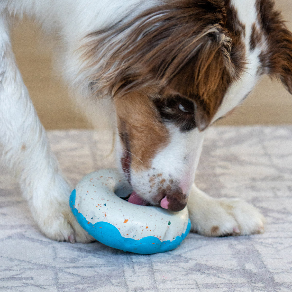 Blue | Chewster Donut: Merle dog licking the Blue ring on a grey rug