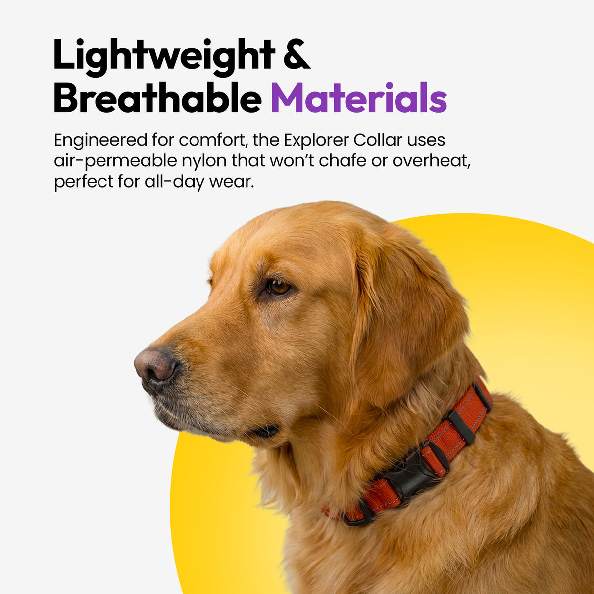 Orange | Explorer Collar: Golden retriever wearing the Orange collar, on a card headed Lightweight & Breathable Materials