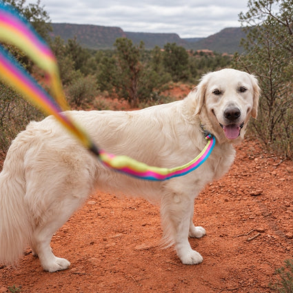 Explorer Bungee Leash
