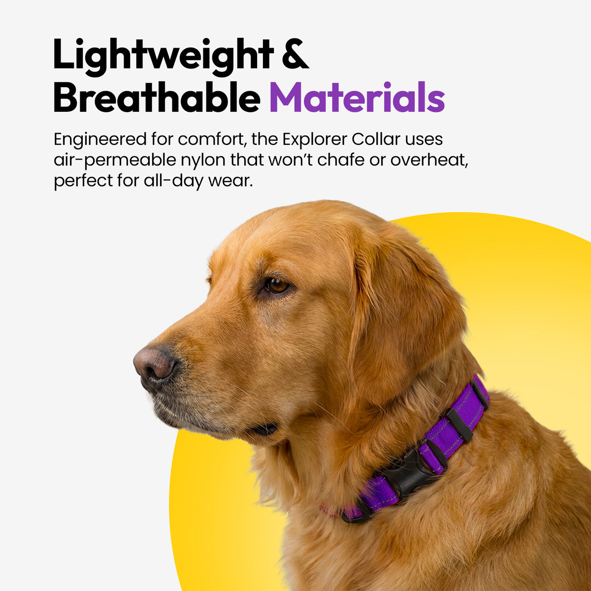 Purple | Explorer Collar: Golden retriever wearing the Purple collar, on a card headed Lightweight & Breathable Materials