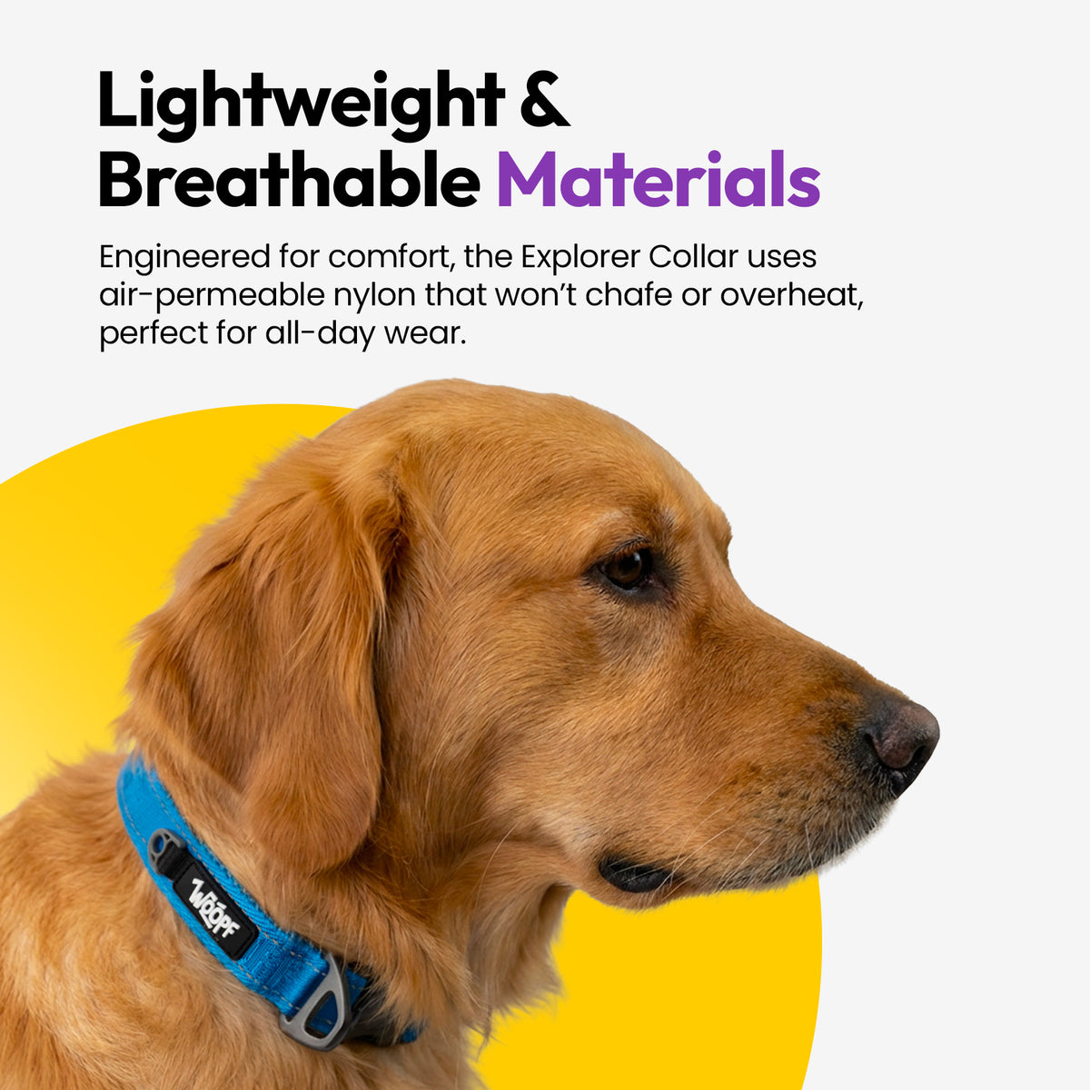 Blue | Explorer Collar: Golden retriever wearing the Blue collar, on a card headed Lightweight & Breathable Materials