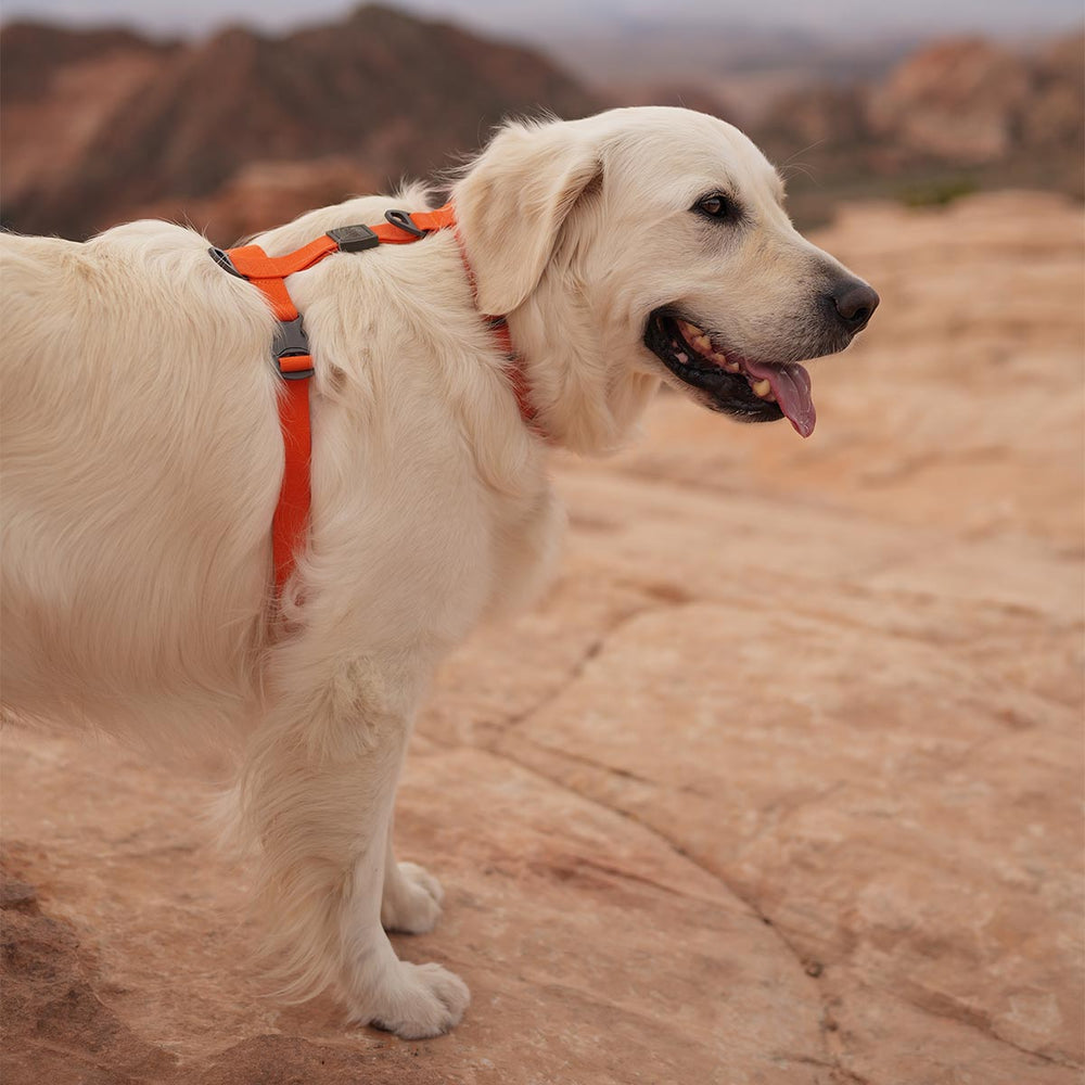 Sealskin Harness, Orange