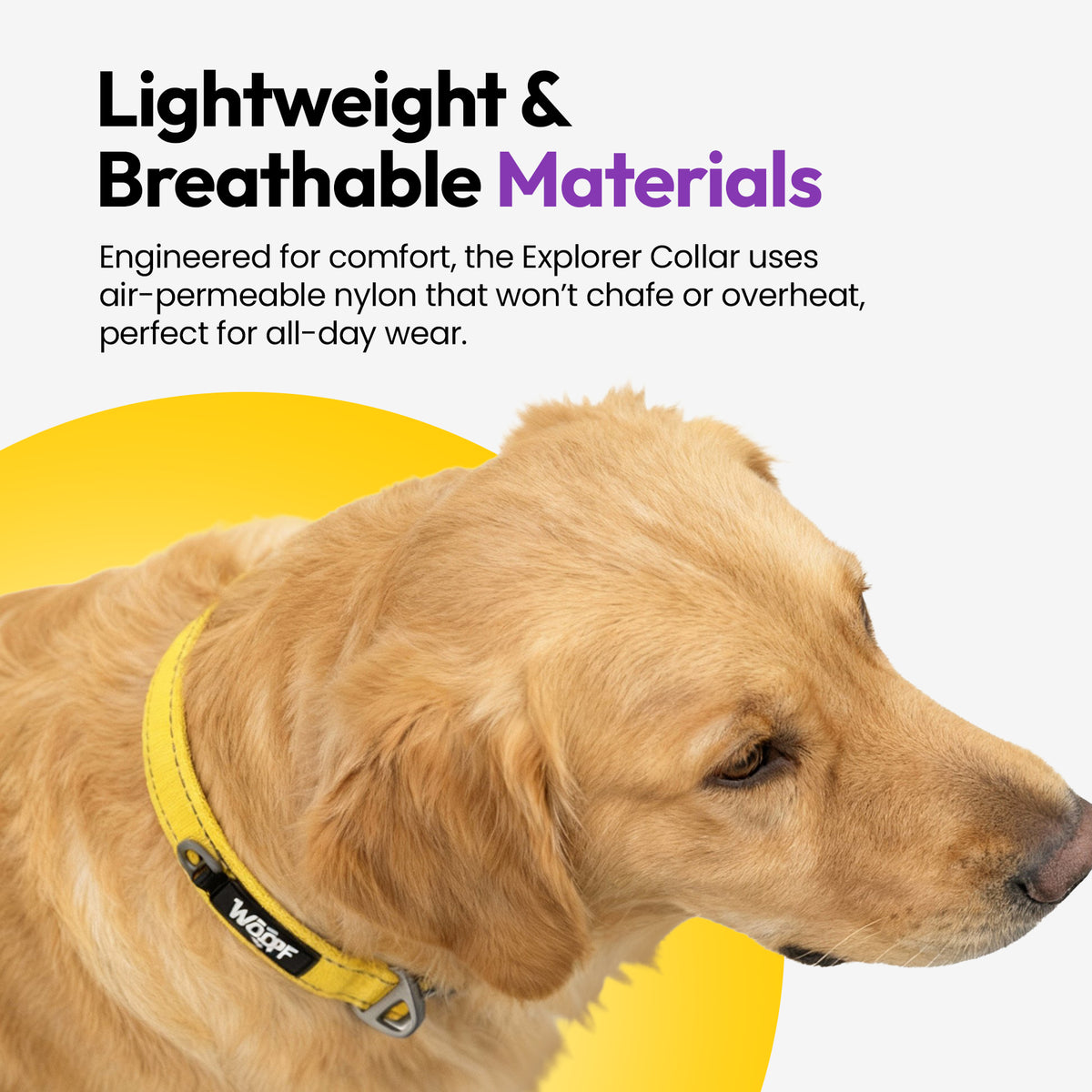 Yellow | Explorer Collar: Golden retriever wearing the Yellow collar, on a card headed Lightweight & Breathable Materials