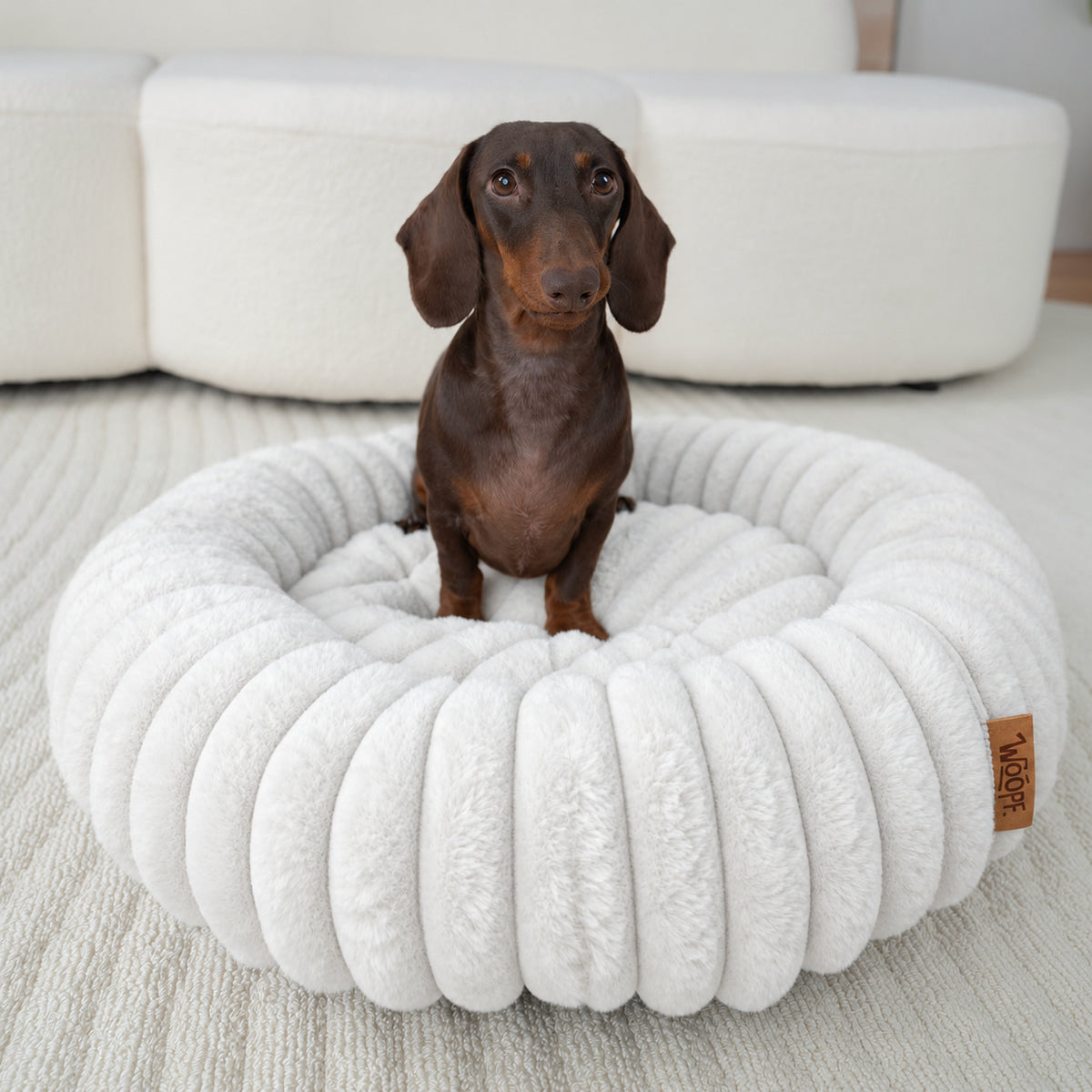 White | Furry Corduroy Round Bed: Dachshund sitting in the White bed in a living room