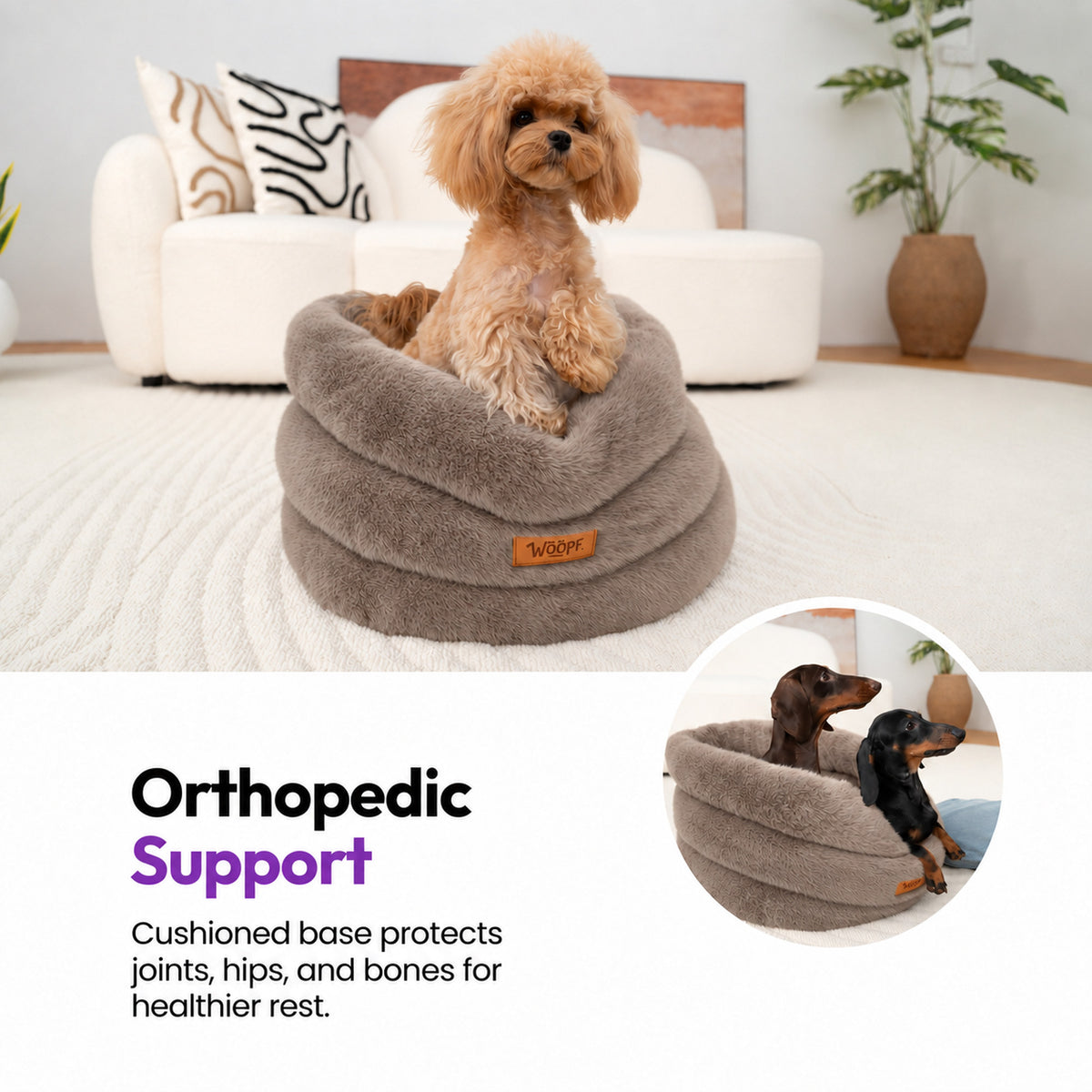 Brown | Furry Range Round Bed: Poodle sitting in the Brown bed in a living room, with an inset of two dachshunds
