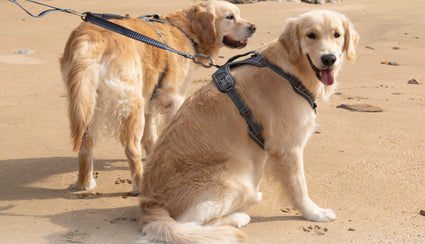 Explorer Two Dog Walker Leash Attachment