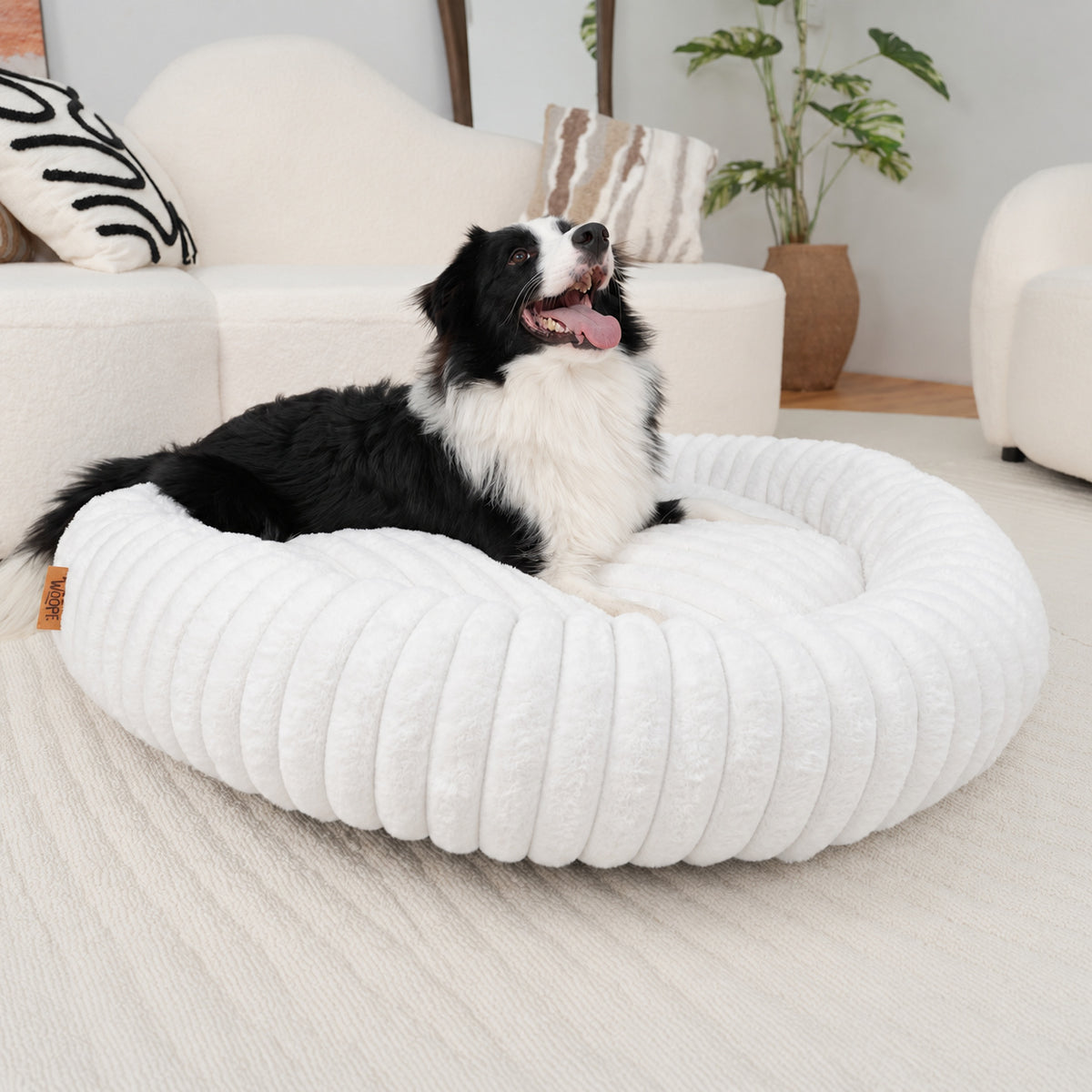 White | Furry Corduroy Round Bed: Border collie lying in the White bed in a living room