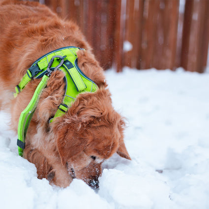Explorer Harness