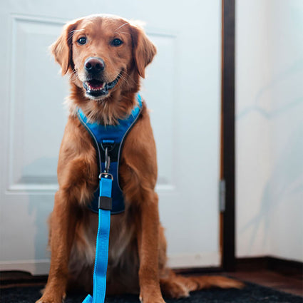 Explorer Harness
