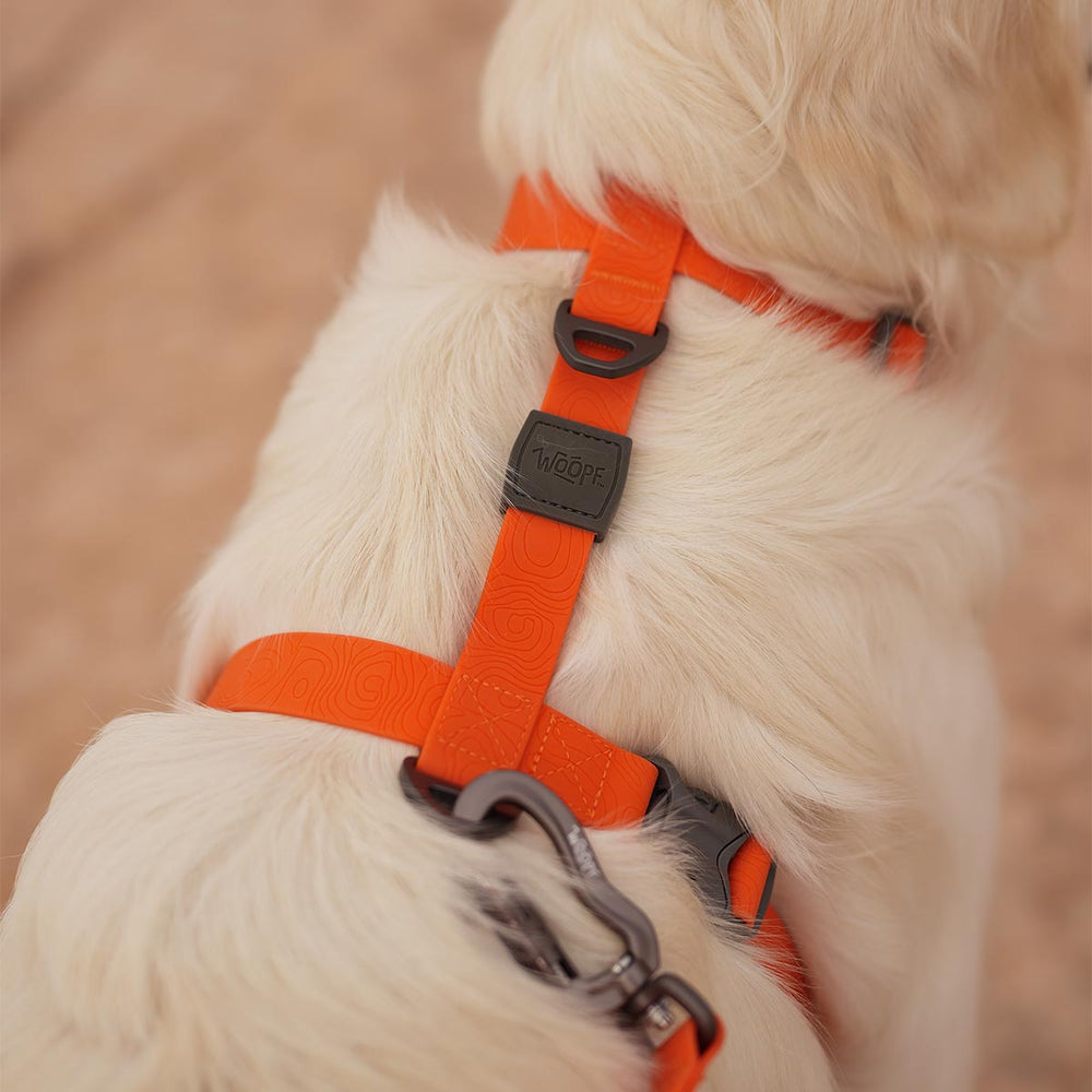 Sealskin Harness, Orange