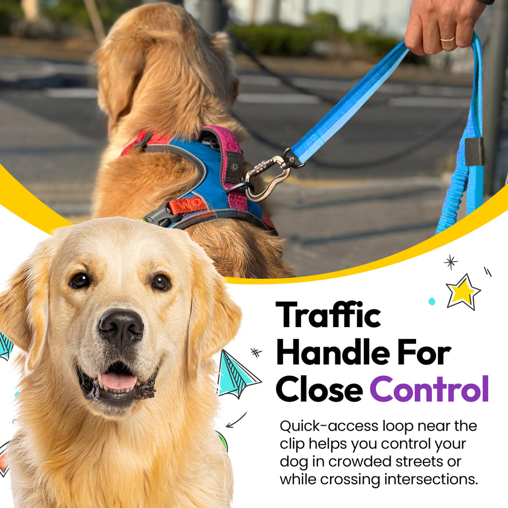 Explorer Bungee Leash, Blue