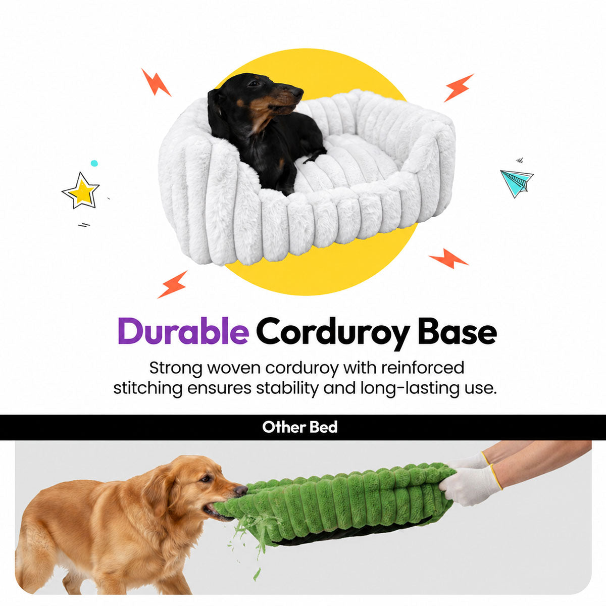 White | Furry Corduroy Open Front Rectangle Bed: Dachshund sitting in the White bed above a strip of a dog tearing apart another bed, headed Durable Corduroy Base