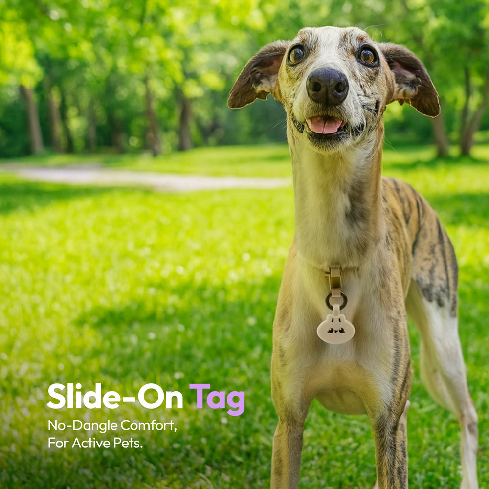 Smart ID Tag, Dumpling