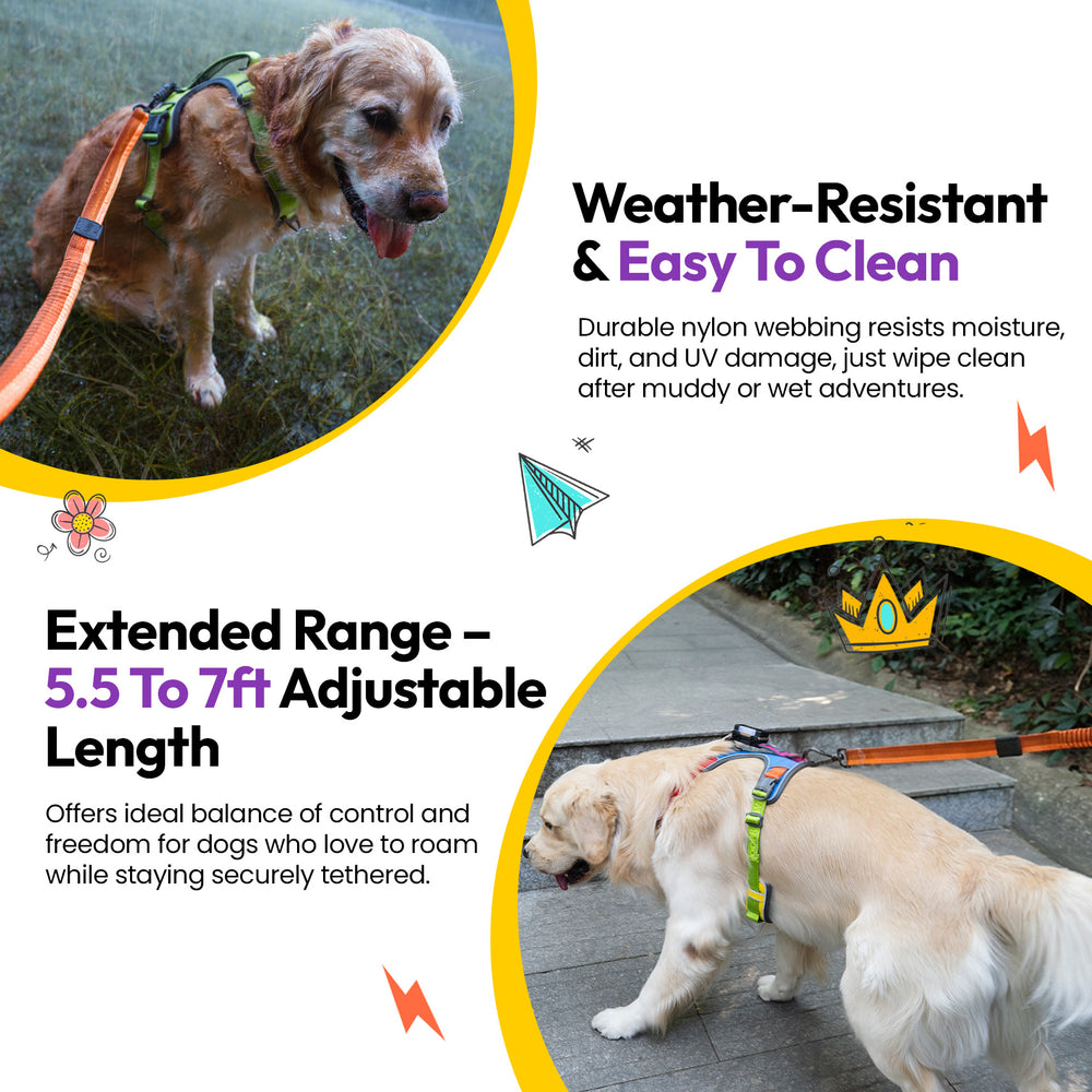 Explorer Bungee Leash, Orange
