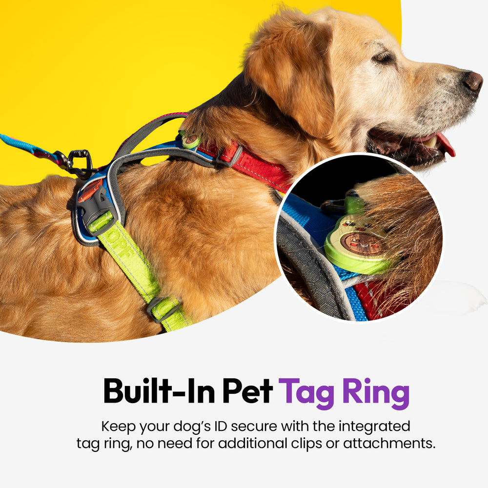 Explorer Harness, Rainbow