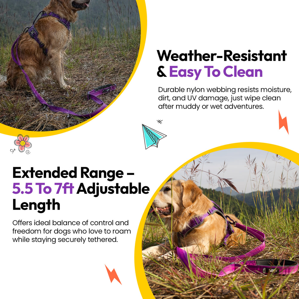 Explorer Bungee Leash, Purple