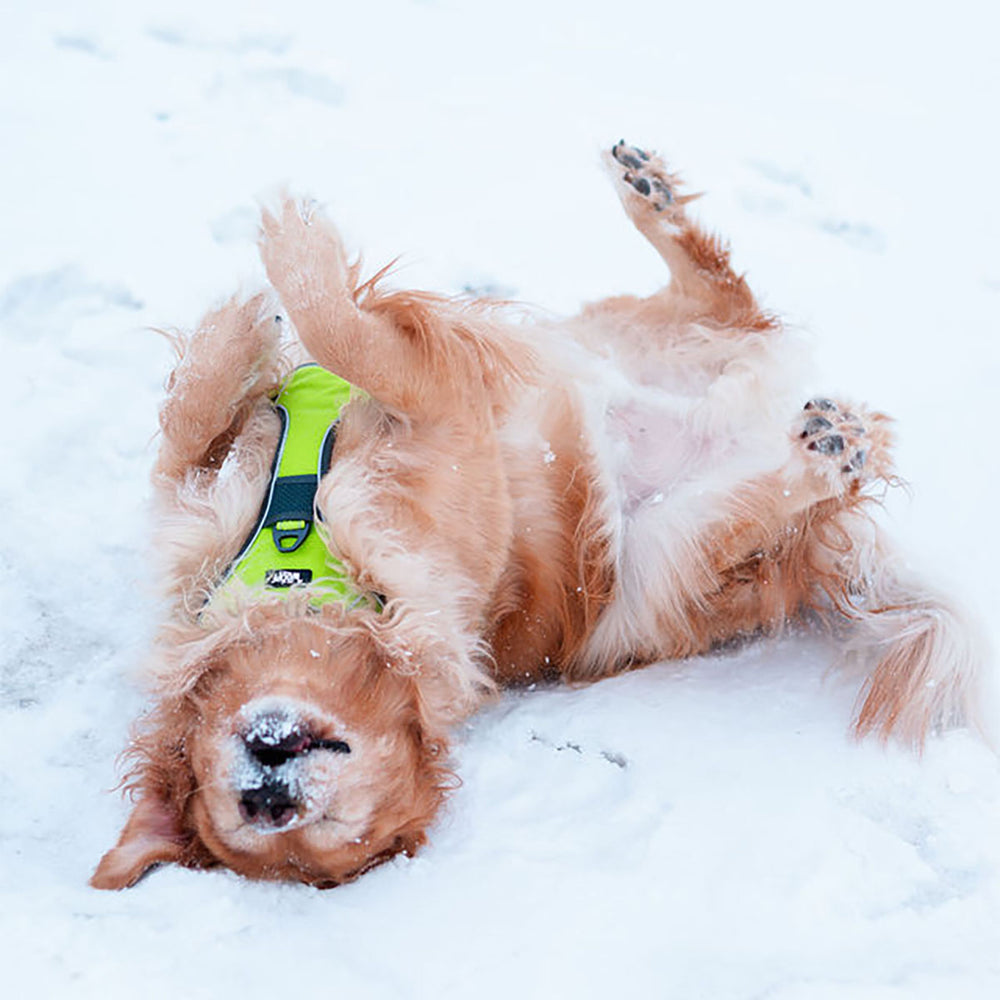 Explorer Harness